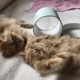 エキゾチックロングヘア【三重県・女の子・2025年1月10日・レッドクラッシックタビー】の写真9「今日のニャンコ   ひっくり返っても平気だにゃ」