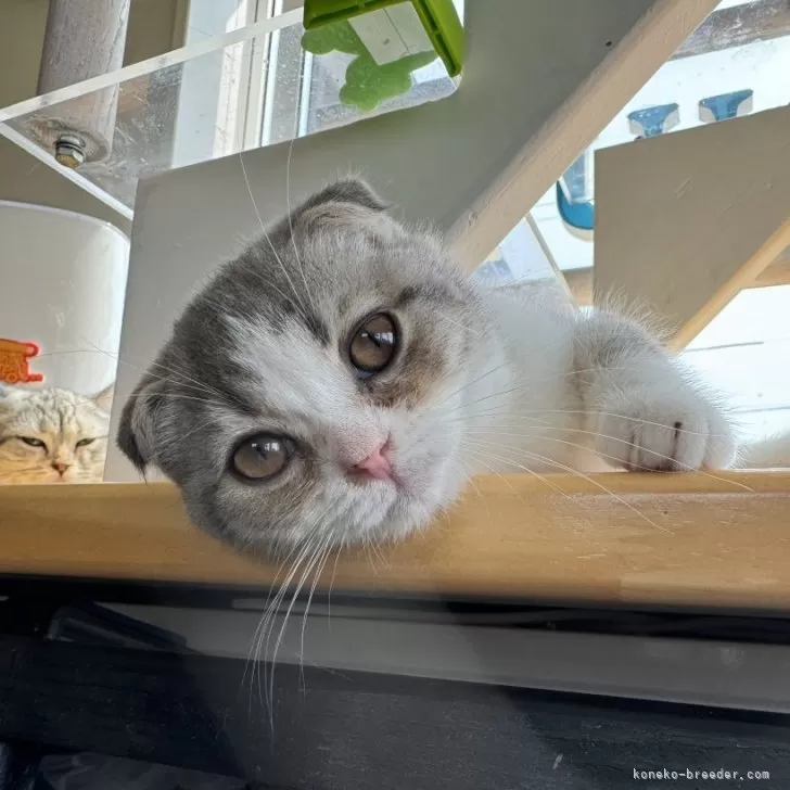 ID：2405-02997の子猫