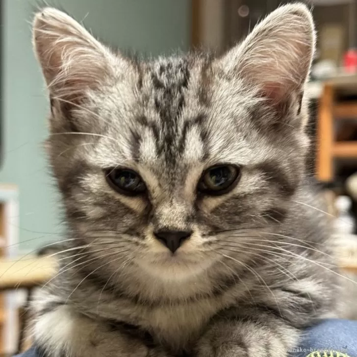 ID：2404-01136の子猫