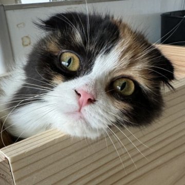 スコティッシュフォールド(折れ耳)【山形県・女の子・2023年9月10日・キャリコ（ミディアム）】の写真「モフモフ丸々なってきました❤️」
