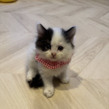 スコティッシュフォールド(立ち耳)【山形県・女の子・2024年2月26日・ブラックアンドホワイト（ミディアム）】の写真「女の子らしい綺麗な顔立ち😍」