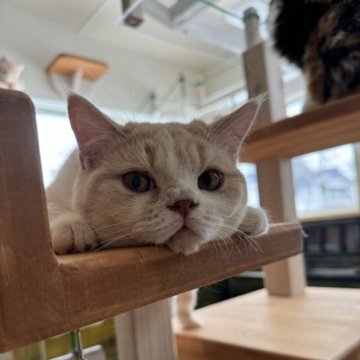 スコティッシュフォールド(立ち耳)【山形県・男の子・2023年8月20日・クリームタビー&ホワイト（短毛）】の写真「癒しのラテ色🩷」