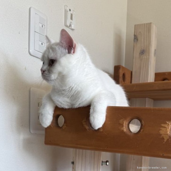 Y.K 様のお迎えした子猫