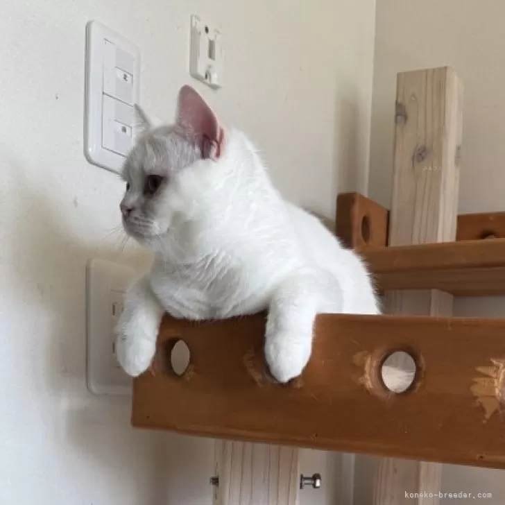 スコティッシュフォールド(立ち耳)【山形県・女の子・2025年1月3日・ダイリュートキャリコ】の写真1「抱っこも上手になったラテちゃん🩷」