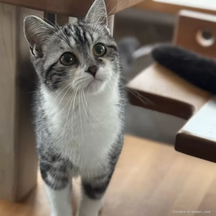 スコティッシュフォールド(立ち耳)【山形県・男の子・2025年3月12日・シルバータビーアンドホワイト】の写真1「遊ぶし甘えるし二刀流😺」