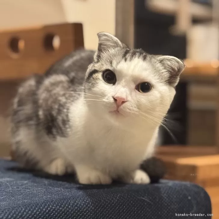 スコティッシュフォールド(折れ耳)【山形県・男の子・2025年3月12日・シルバータビーアンドホワイト】の写真1「甘えっ子のシロ君、なでなでグルグルアピール凄いですよ」