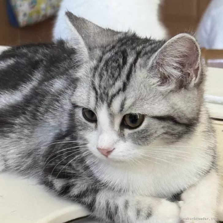 ID:2507-02716の子猫