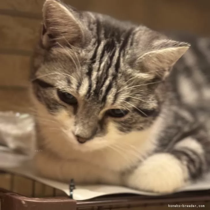 ID：2511-01694の子猫