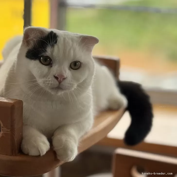 Y.K 様のお迎えした子猫