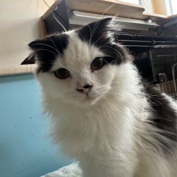 スコティッシュフォールド(折れ耳)【山形県・男の子・2025年2月14日・ブラックアンドホワイト（長毛）】の写真「パパ似のデレデレ甘えっ子ニャンコ💕」