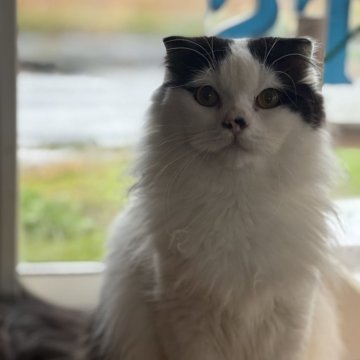 スコティッシュフォールド(折れ耳)【山形県・男の子・2025年2月14日・ブラックアンドホワイト（長毛）】の写真「パパ似のデレデレ甘えっ子ニャンコ💕」