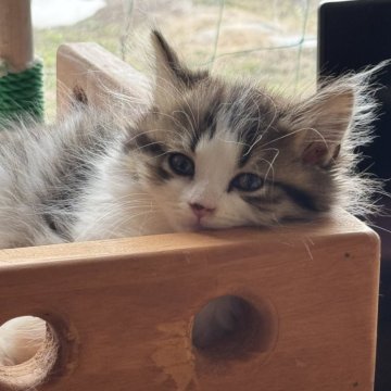 スコティッシュフォールド(立ち耳)【山形県・男の子・2025年1月11日・ブラウンタビーアンドホワイト】の写真「ぱっちりお目めのココアくん🩷」