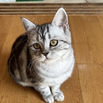 スコティッシュフォールド(立ち耳)【山形県・女の子・2025年10月16日・シルバータビー（短毛）】の写真「甘えん坊さんのポッキーちゃん🩷」