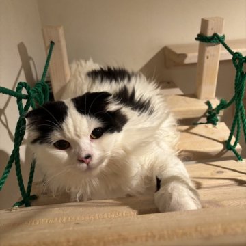 スコティッシュフォールド(折れ耳)【山形県・男の子・2025年2月14日・ブラックアンドホワイト（長毛）】の写真「⭐️去勢済みです⭐️甘えん坊さんのオレオくんですよ」