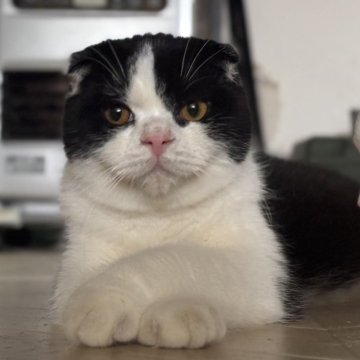 スコティッシュフォールド(折れ耳)【山形県・男の子・2025年3月10日・ブラックアンドホワイト（短毛）】の写真「まんまるムチムチのブリスコちゃん」