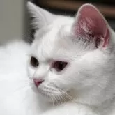 スコティッシュフォールド(立ち耳)