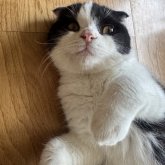 スコティッシュフォールド(折れ耳)