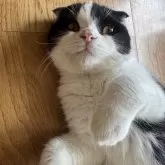 スコティッシュフォールド(折れ耳)