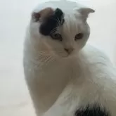 スコティッシュフォールド(折れ耳)