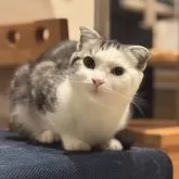 スコティッシュフォールド(折れ耳)