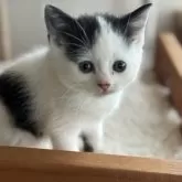 スコティッシュフォールド(立ち耳)