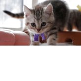 スコティッシュフォールド(立ち耳)