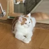 スコティッシュフォールド(立ち耳)
