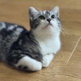 スコティッシュフォールド(立ち耳)