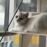 スコティッシュフォールド(立ち耳)