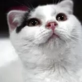 スコティッシュフォールド(折れ耳)