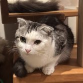 スコティッシュフォールド(折れ耳)