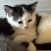 スコティッシュフォールド(立ち耳)