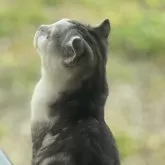 スコティッシュフォールド(折れ耳)【山形県・男の子・2025年3月12日・シルバータビーアンドホワイト】の写真2「黄昏れる白丸くん」