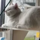 スコティッシュフォールド(立ち耳)【山形県・女の子・2025年1月3日・ダイリュートキャリコ】の写真2「外を見ながら日向ぼっこ」