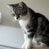 スコティッシュフォールド(立ち耳)【山形県・男の子・2025年3月12日・シルバータビーアンドホワイト】の写真2