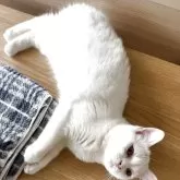 スコティッシュフォールド(立ち耳)【山形県・女の子・2025年1月3日・ダイリュートキャリコ】の写真3「邪魔したくなるラテちゃん🐈‍⬛」