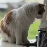 スコティッシュフォールド(立ち耳)【山形県・男の子・2025年3月5日・レッドアンドホワイト】の写真3