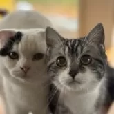 スコティッシュフォールド(立ち耳)【山形県・男の子・2025年3月12日・シルバータビーアンドホワイト】の写真3