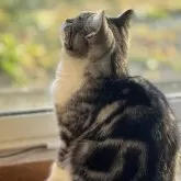 スコティッシュフォールド(立ち耳)【山形県・男の子・2025年3月12日・シルバータビーアンドホワイト】の写真4「紅葉観察中🍁」