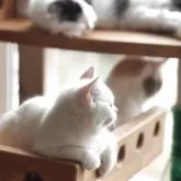 スコティッシュフォールド(立ち耳)【山形県・女の子・2025年1月3日・ダイリュートキャリコ】の写真4「キャットタワーも満員」