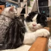 スコティッシュフォールド(立ち耳)【山形県・女の子・2025年10月16日・シルバータビーアンドホワイト】の写真4「はちのこ君に甘えて寝ちゃったよ」