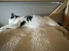 スコティッシュフォールド(立ち耳)【山形県・男の子・2025年11月10日・ブラックアンドホワイト】の写真5「のびのびビョーン」