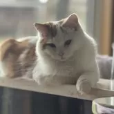 スコティッシュフォールド(立ち耳)【山形県・男の子・2025年3月5日・レッドアンドホワイト】の写真5「モッフモフの丸々にぬったよ」