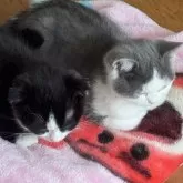 スコティッシュフォールド(立ち耳)【山形県・女の子・2025年11月10日・ブルーアンドホワイト】の写真5