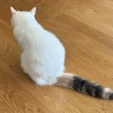 スコティッシュフォールド(立ち耳)【山形県・女の子・2025年1月3日・ダイリュートキャリコ】の写真6「お膝で寝ちゃうラテちゃん」