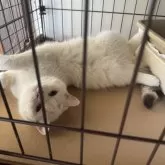 スコティッシュフォールド(立ち耳)【山形県・女の子・2025年1月3日・ダイリュートキャリコ】の写真7「ほのぼのタイム中ケージも嫌がらないよ⭐️」