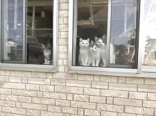 スコティッシュフォールド(立ち耳)【山形県・男の子・2025年3月12日・シルバータビーアンドホワイト】の写真7