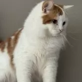 スコティッシュフォールド(立ち耳)【山形県・男の子・2025年3月5日・レッドアンドホワイト】の写真8