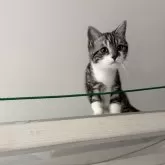 スコティッシュフォールド(立ち耳)【山形県・男の子・2025年3月12日・シルバータビーアンドホワイト】の写真8「遊んだりマッタリしたり過ごしてますよ」