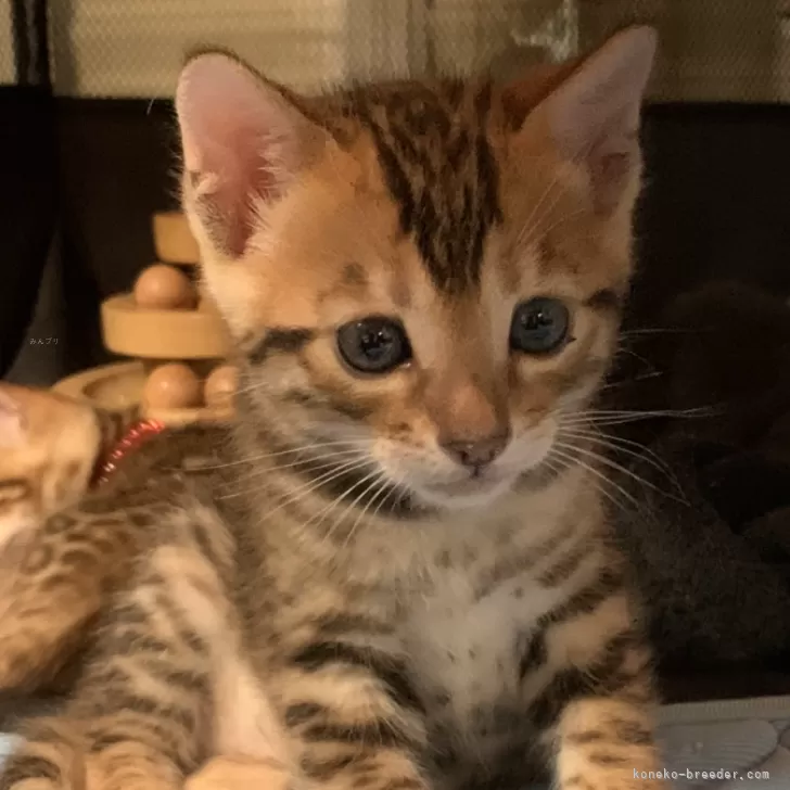 ID：2406-01494の子猫